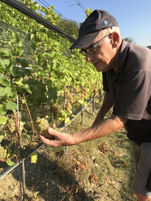 Alex beim Chardonnay Ernten